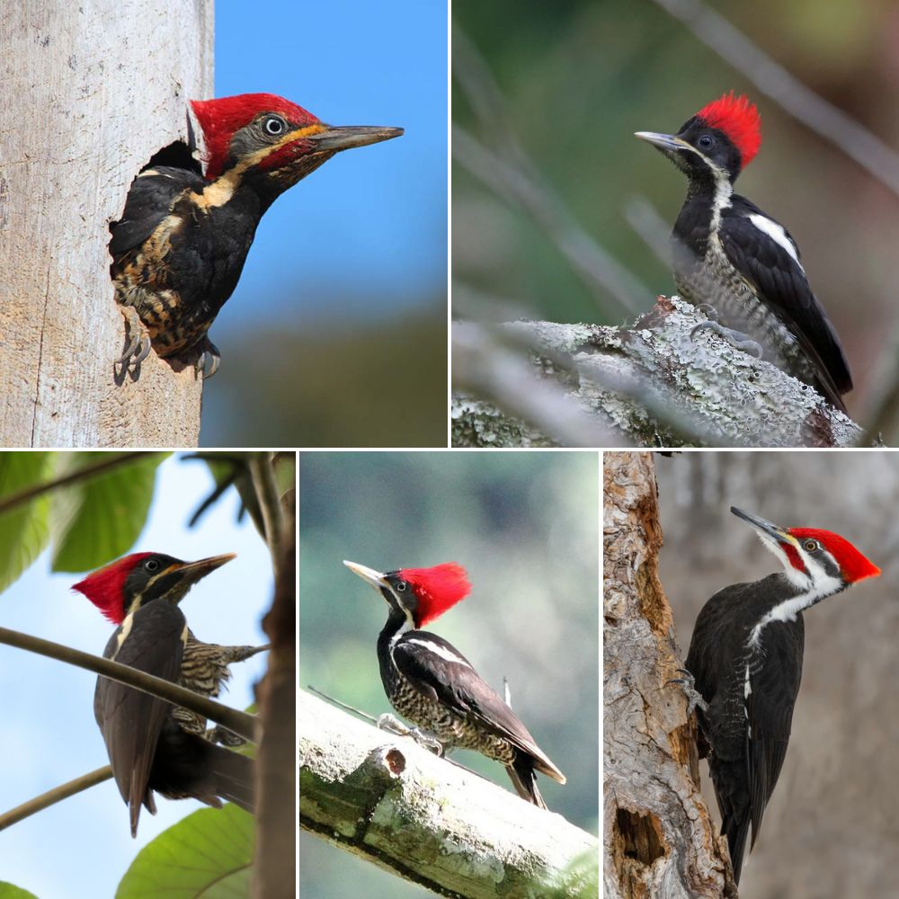 Nature's Architects The Nesting Habits of the Lineated Woodpecker