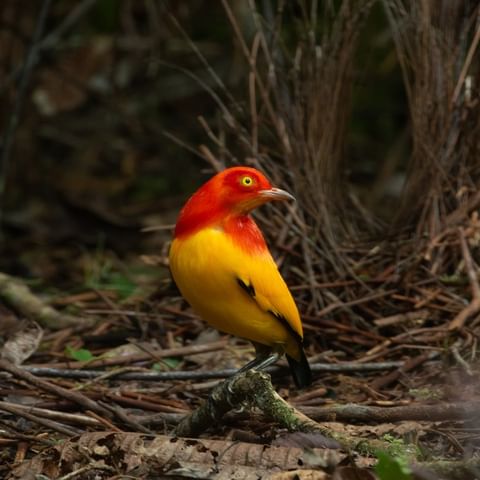 QL Behold the exquisite allure of the Flame Bowerbird, a symphony of vibrant hues igniting the forest with its fiery elegance.