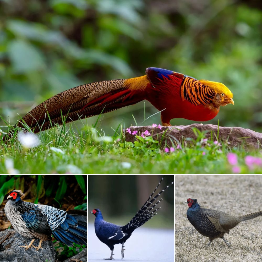 Explore the beauty of the ten most beautiful quail species in the world