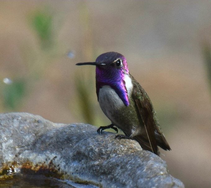 costas hummingbird