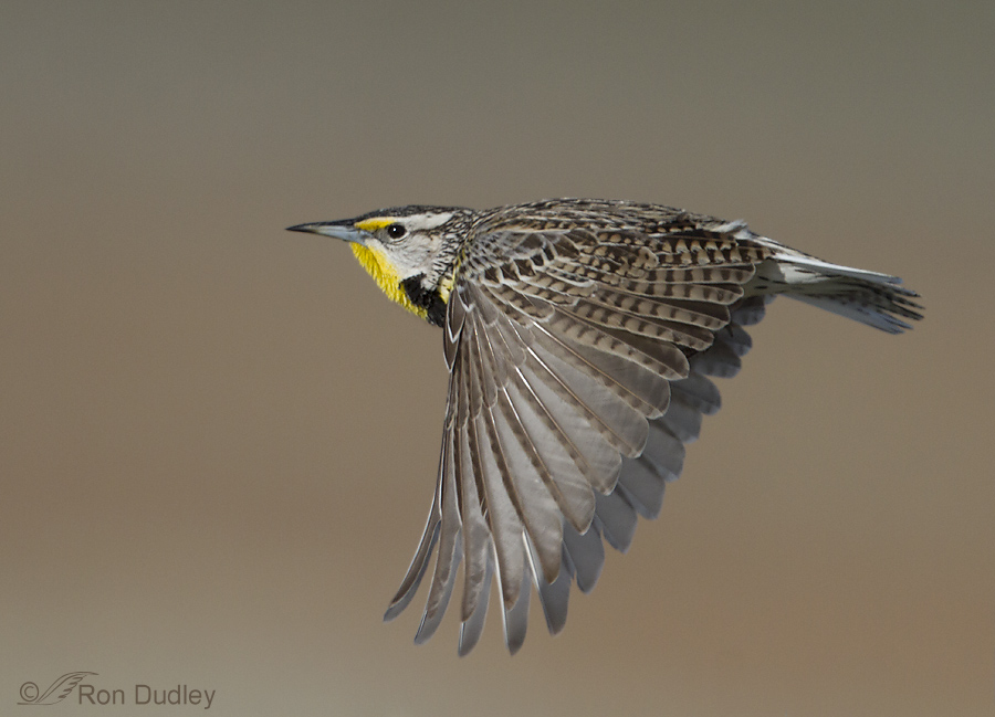 Meadowlark In Flight – Feathered Photography