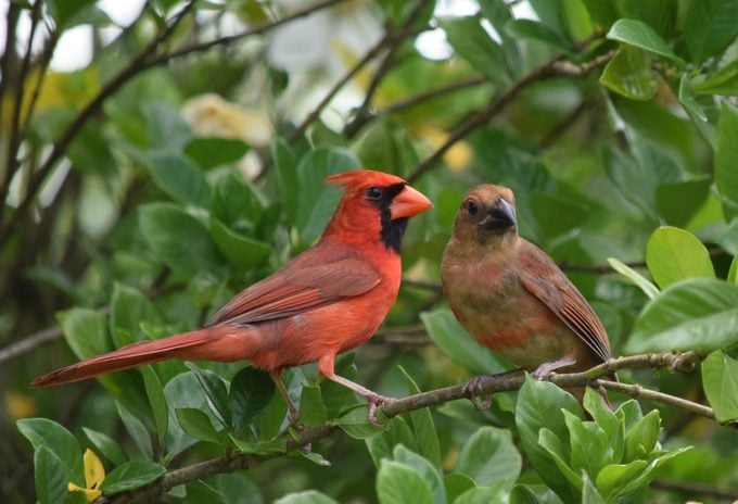 northern cardinal birds