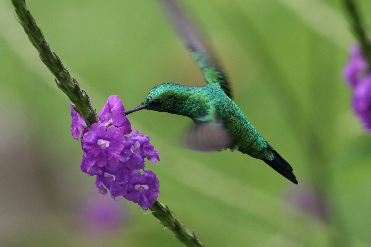 Garden Emerald – glittering green | Birds for Beer