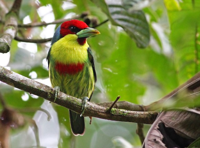 versicolored barbet - eBird