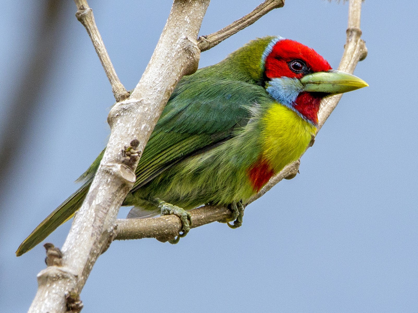 versicolored barbet - eBird