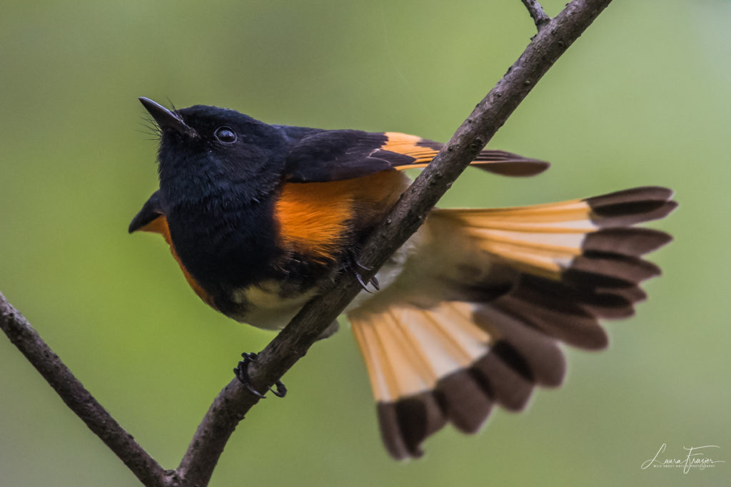 American Redstart - FeederWatch