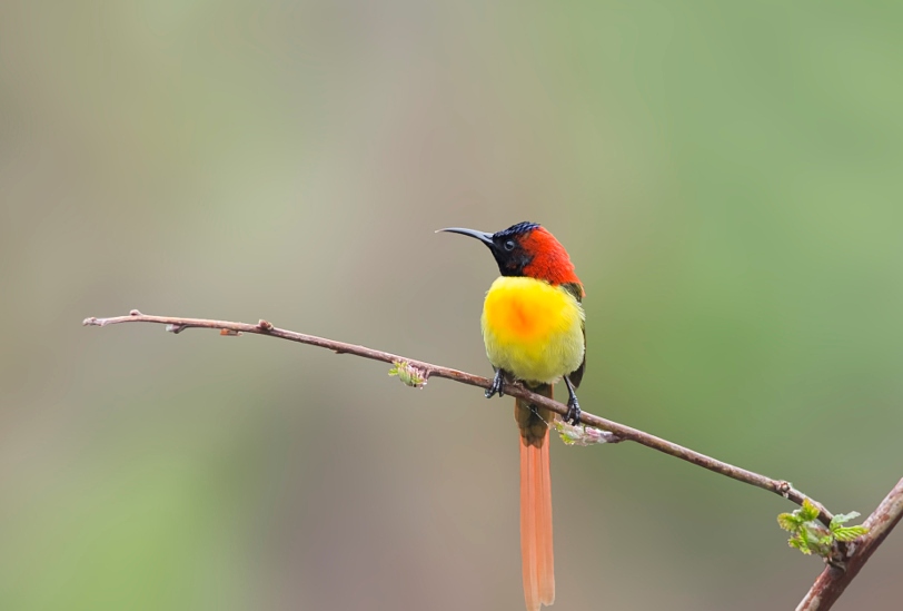 The Fire-tailed Sunbird