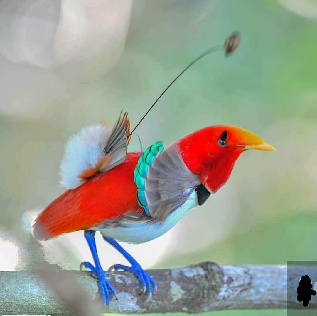 The King Bird-of-Paradise is a passerine bird of the Paradisaeidae family.  It is the sole member of the genus Cicinnurus.… | Pet birds, World birds,  Beautiful birds