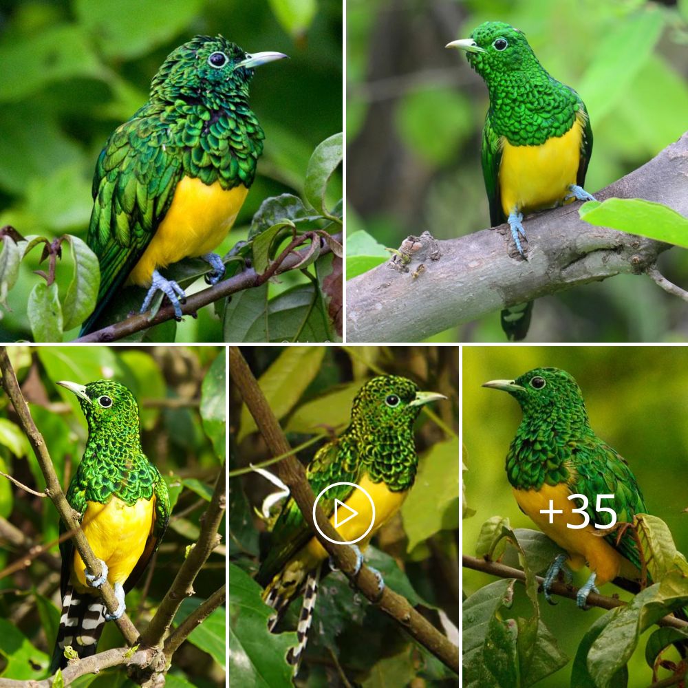 Unveiling the captivating world of the African Emerald Cuckoo: where 