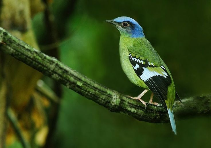 Green Cochoa ~ Birds World | Beautiful birds, Colorful birds, Passerine bird