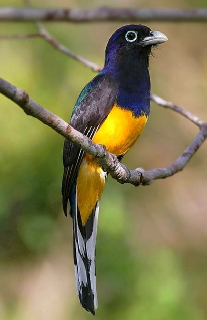 Green-backed Trogon or Amazonian White-tailed Trogon (Trogon viridis). It is found in tropical humid forests in South A… | Pretty birds, Beautiful birds, Rare birds