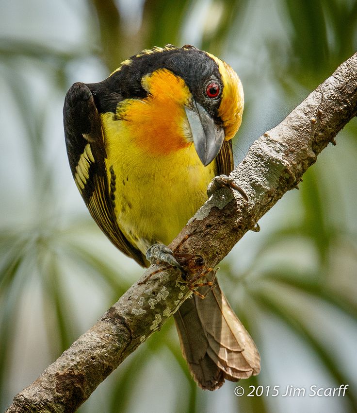 Gilded Barbet | Beautiful birds, Nature birds, Colorful birds