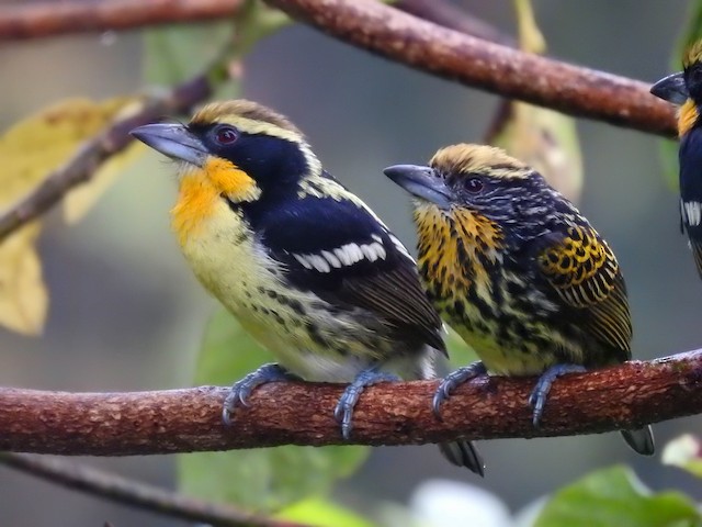 Gilded Barbet - eBird