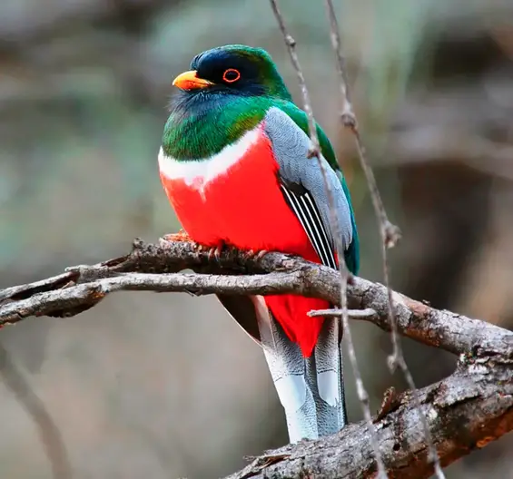 A Captivating Bird with an Amazing Appearance is the Red-Naped Trogon (Harpactes kasumba).