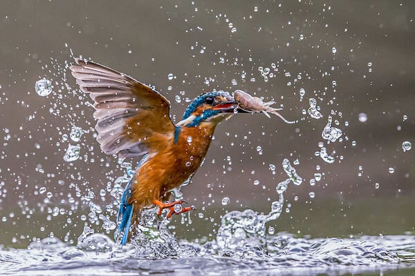 Found worldwide, these unique looking birds are always fun to watch. In this article we explore 14 facts about kingfishers and how they are unique in the animal kingdom.