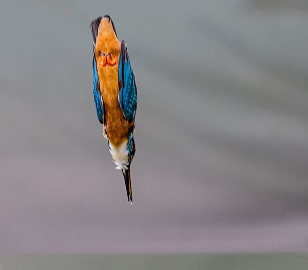 Found worldwide, these unique looking birds are always fun to watch. In this article we explore 14 facts about kingfishers and how they are unique in the animal kingdom.
