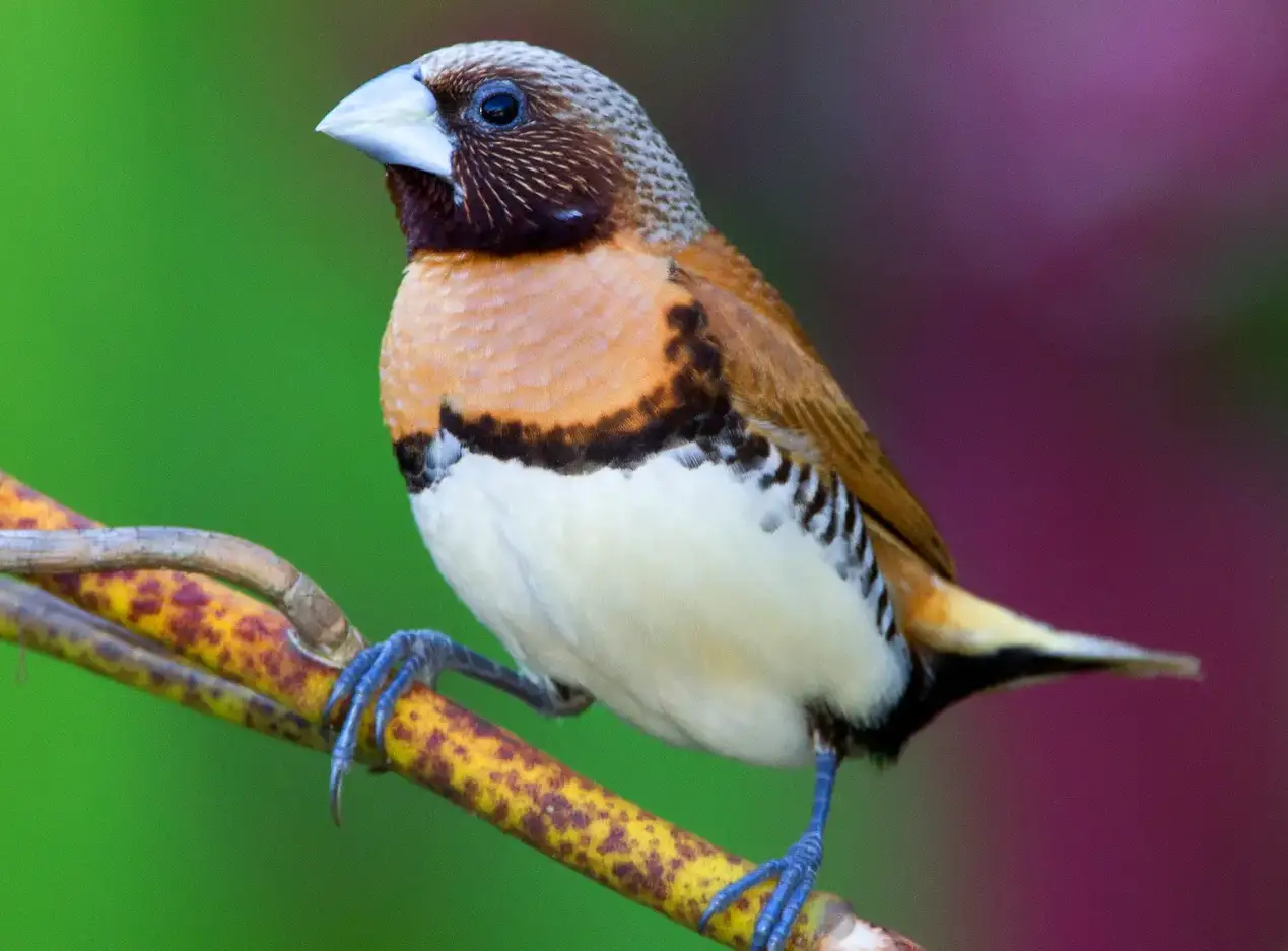 Unveil the Chestnut-Breasted Mannikin, a Subtle Brown Beauty with a Shiny Golden-Orange Tail!