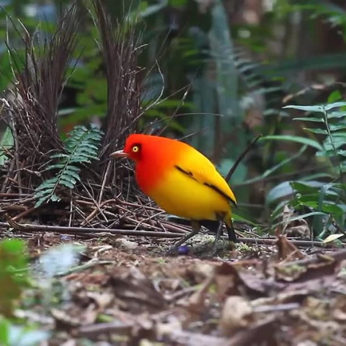 Meet The Flame Bowerbird With Colors Of Fire And An Amazing Dance Performance