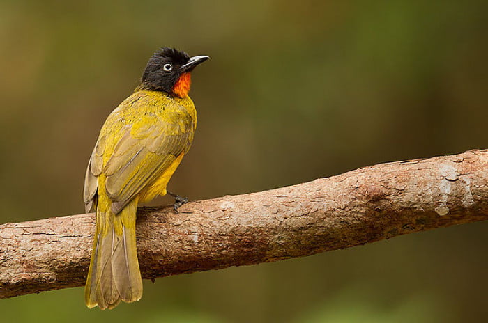 Flame-Throaded Bulbul Bird Looks Like It Is Wearing A Suit And Bowtie