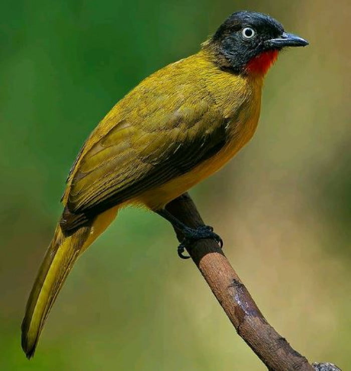 Flame-Throaded Bulbul Bird Looks Like It Is Wearing A Suit And Bowtie