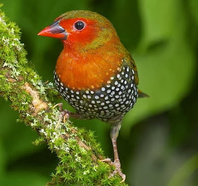 Green-backed twinspot - Birds of the World