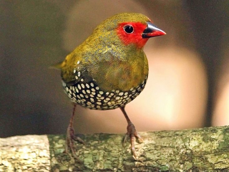 Green-backed Twinspot - eBird | Green, Bird species, Bird