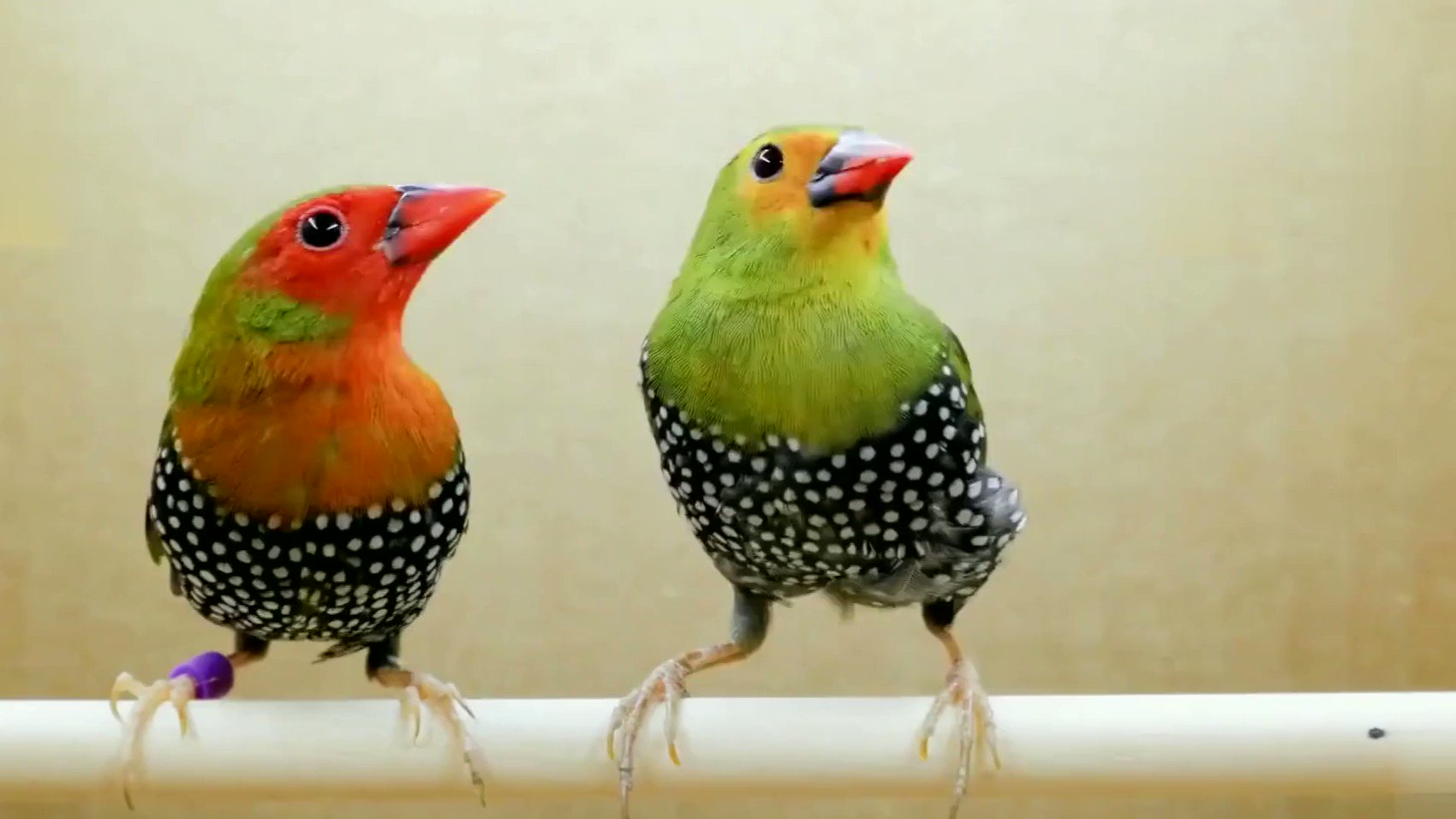 World birds on X: "Green-backed Twinspot (Mandingoa nitidula)🐦🦜🕊️🎵🐤❤️🐤 https://t.co/bpAh0fXCCg" / X