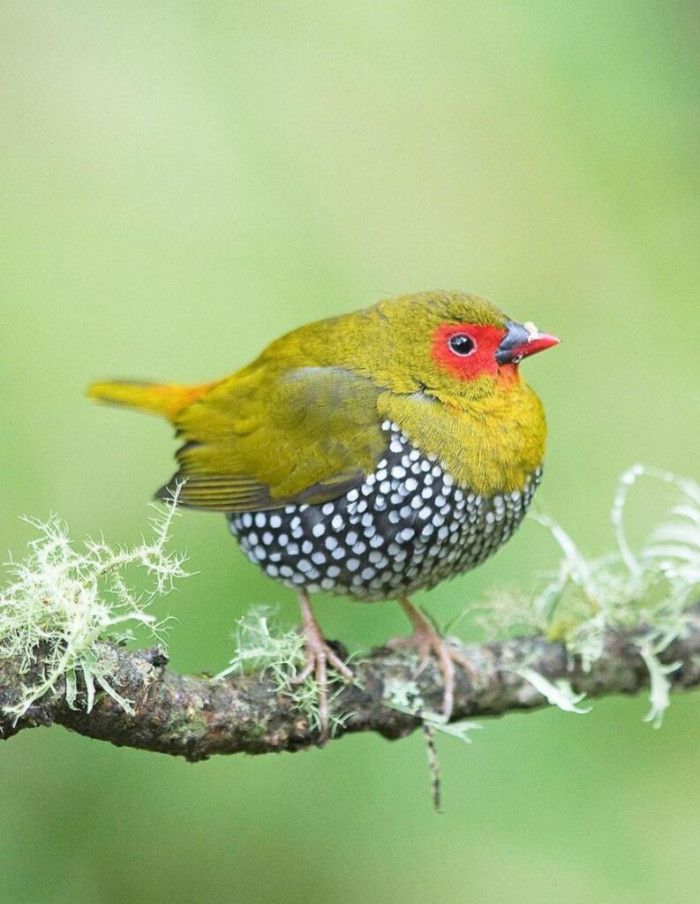 This Green Backed Twinspot Shows Off Her Pristine, Pearl-Like, Emerald Green Coat | Bird pictures, Beautiful birds, Bird