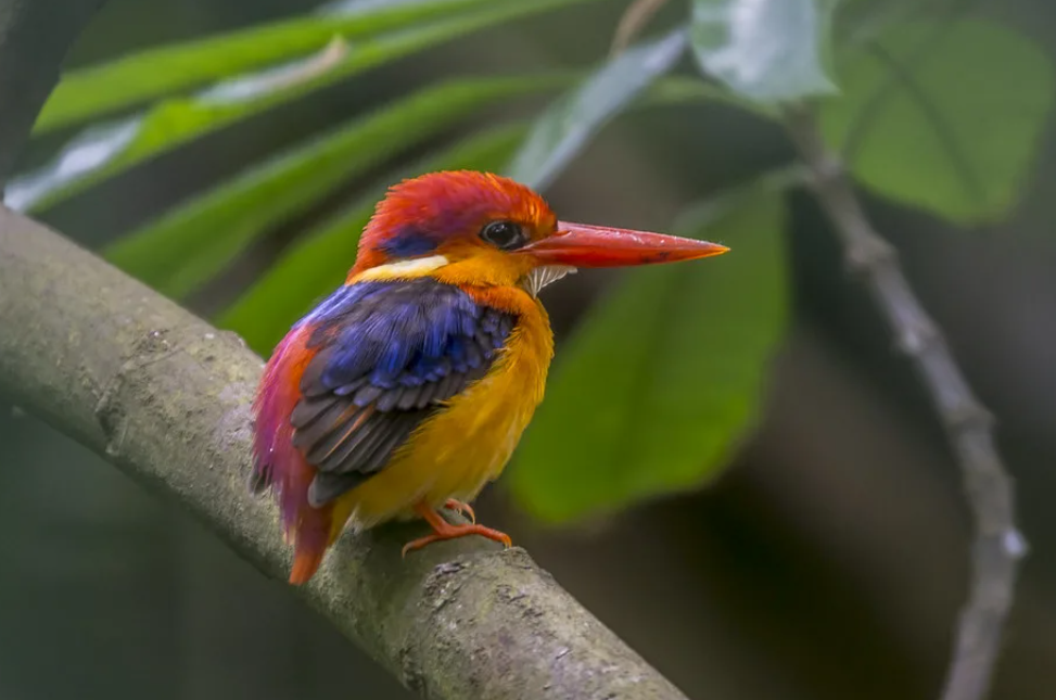 Eastern dwarf kingfisher: small bird but with extremely splendid feather color.