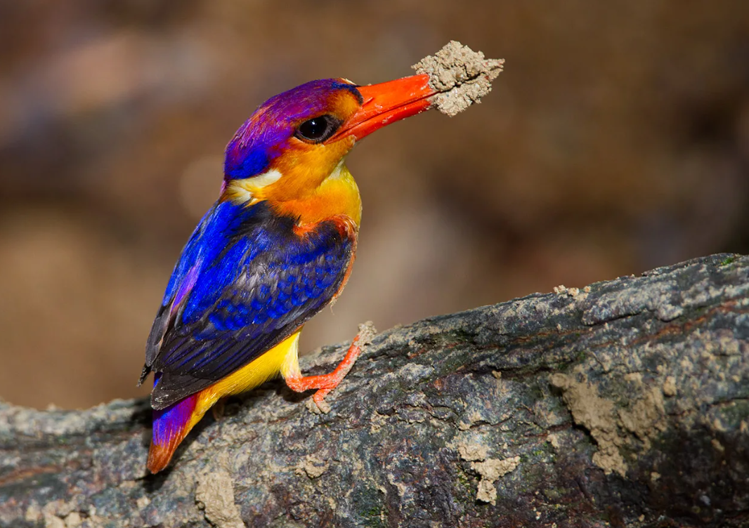 Eastern dwarf kingfisher: small bird but with extremely splendid feather color.