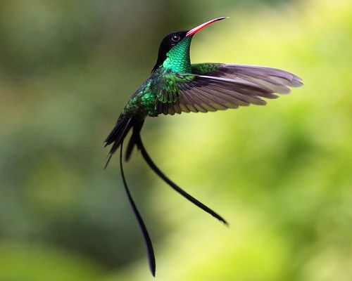 doctor bird / Red-billed streamer tail / Jamaica | Bird, Wild birds  photography, Funny bird pictures