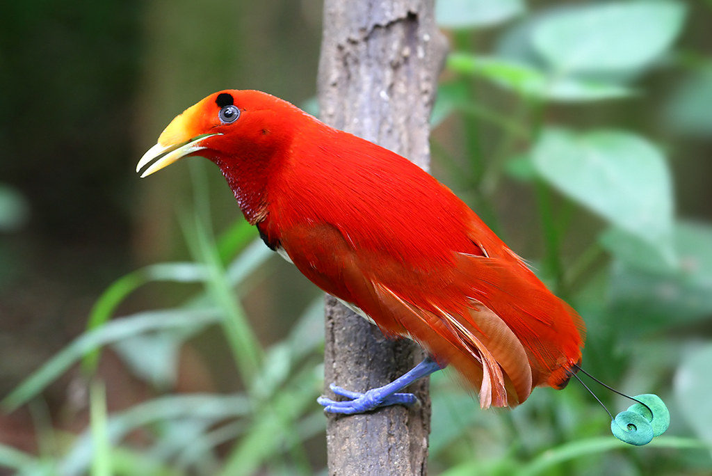 King Bird-of-paradise, male | This king is well dressed up a… | Flickr