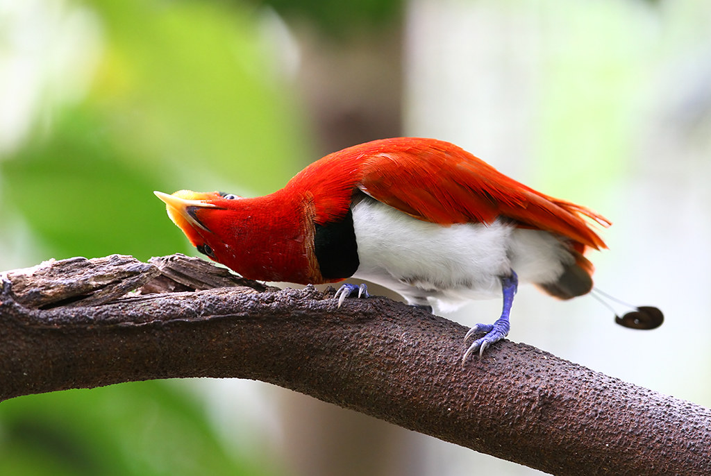 King Bird-of-paradise, male | Displaying the classic pose in… | Flickr