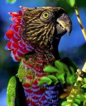 Introducing the Red Fan Parrot - a living, feathered rainbow!