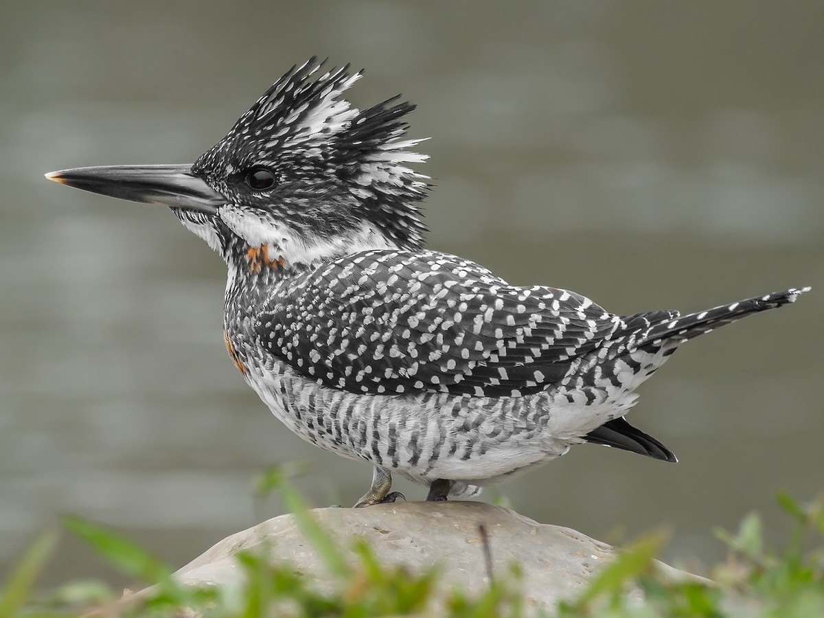 Revealing the Hidden Gem: The Enchanting Beauty of the Crested Kingfisher