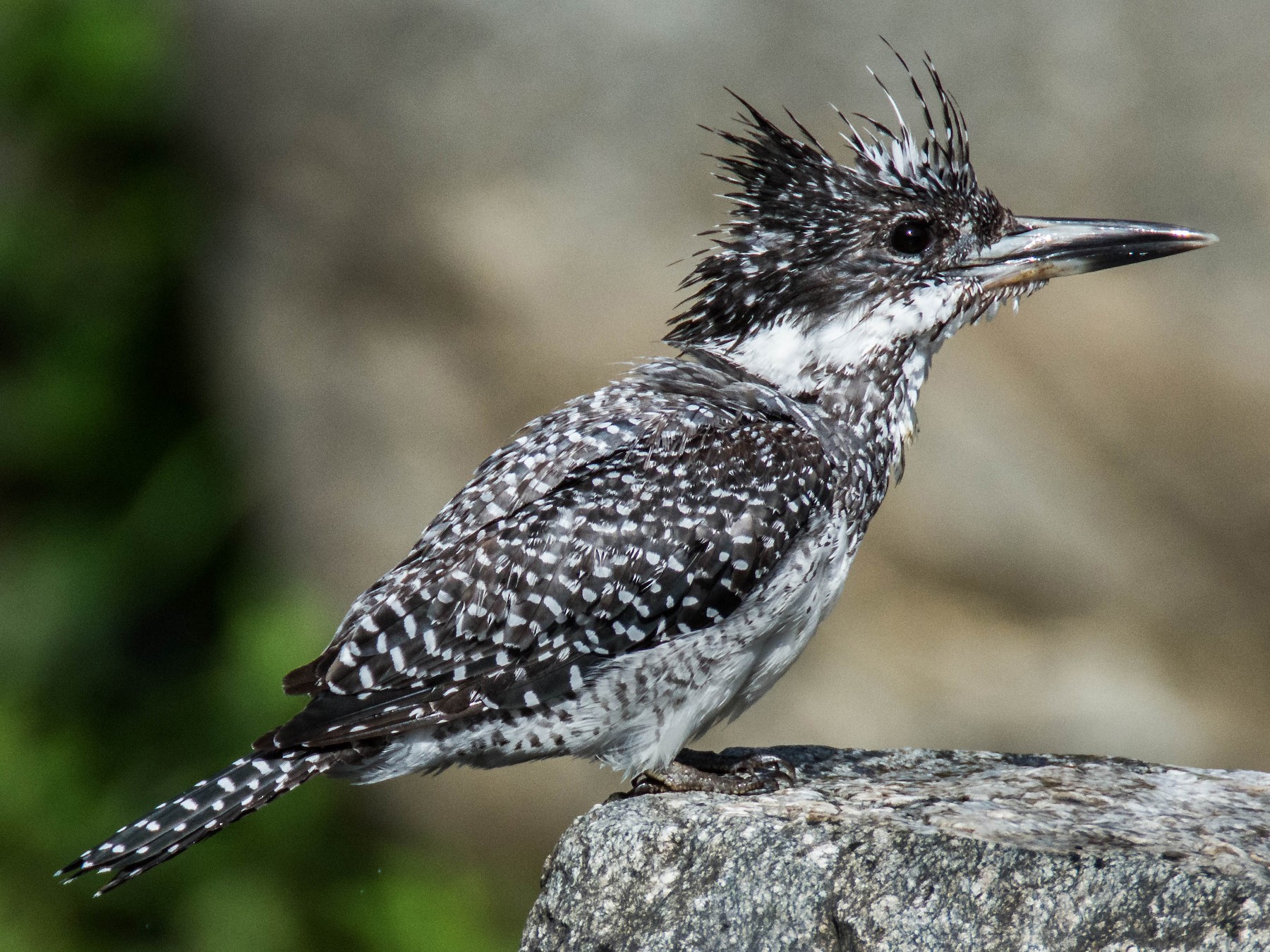 Revealing the Hidden Gem: The Enchanting Beauty of the Crested Kingfisher