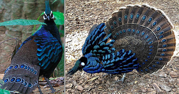 Palawan Peacock-Pheasant, A Striking Bird With Iridescent Blue-Green Plumage And Mohawk (10 Pics) - Nature And Animals - Sonyaz