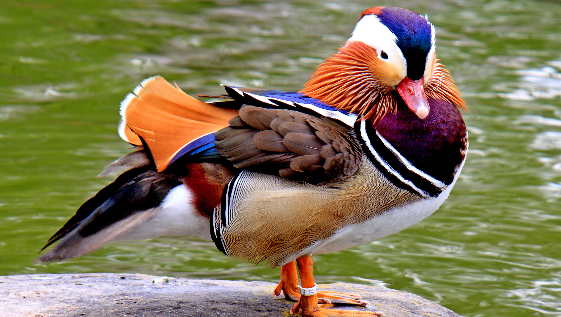 The Most Beautiful Duck in the World': Mandarin Duck Sighted Again in Western Canada Lake | The Epoch Times