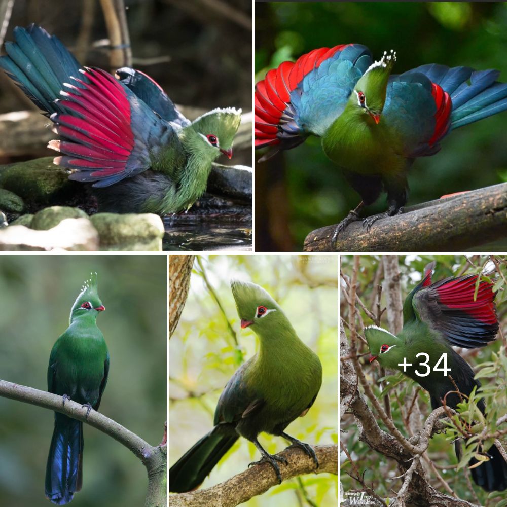 Discover the captivating beauty of the Knysna Turaco, a feathered gem
