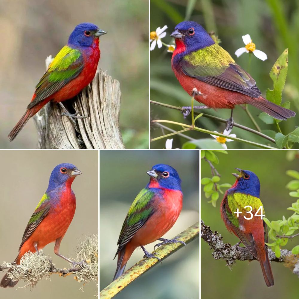 Feathered Masterpiece Exploring the Stunning Colors and Intriguing