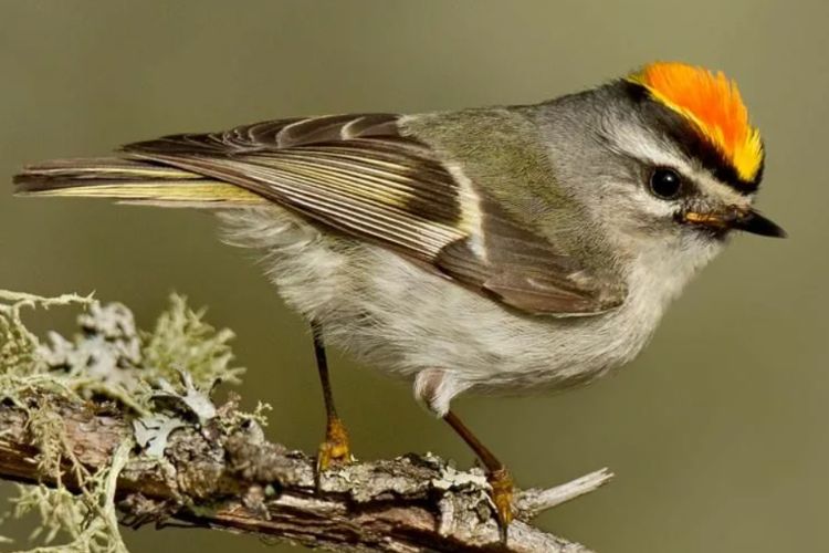 The yellow beak makes this bird stand out among the forest foliage