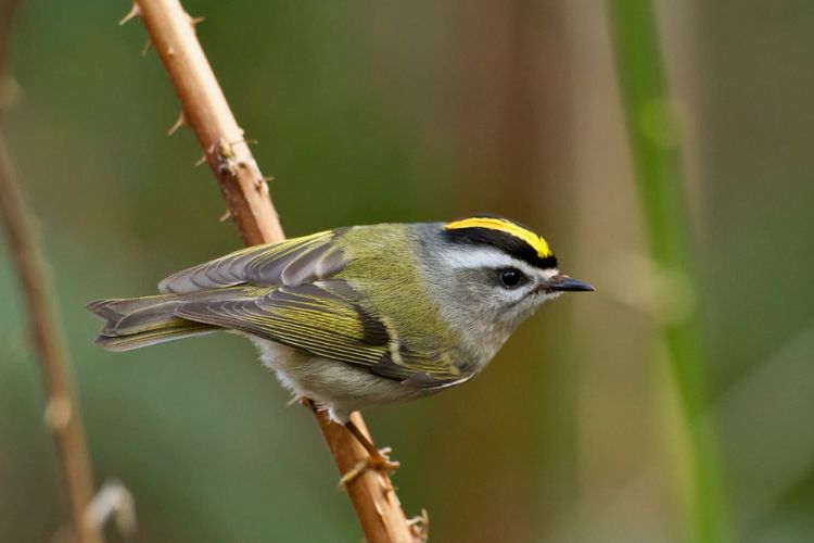 The yellow beak makes this bird stand out among the forest foliage