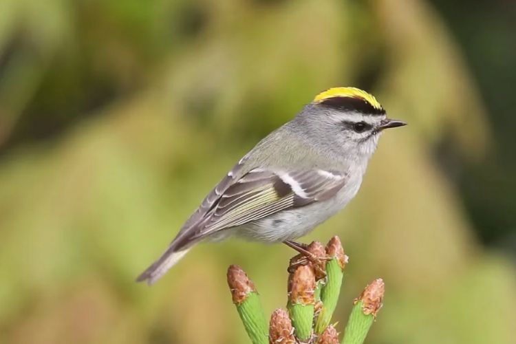 The yellow beak makes this bird stand out among the forest foliage