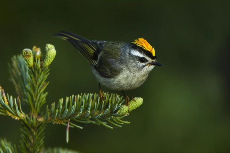 The yellow beak makes this bird stand out among the forest foliage