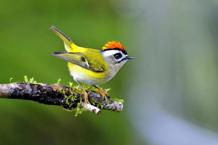 The yellow beak makes this bird stand out among the forest foliage