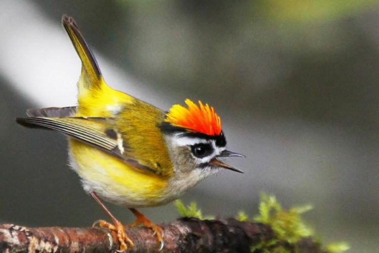 The yellow beak makes this bird stand out among the forest foliage