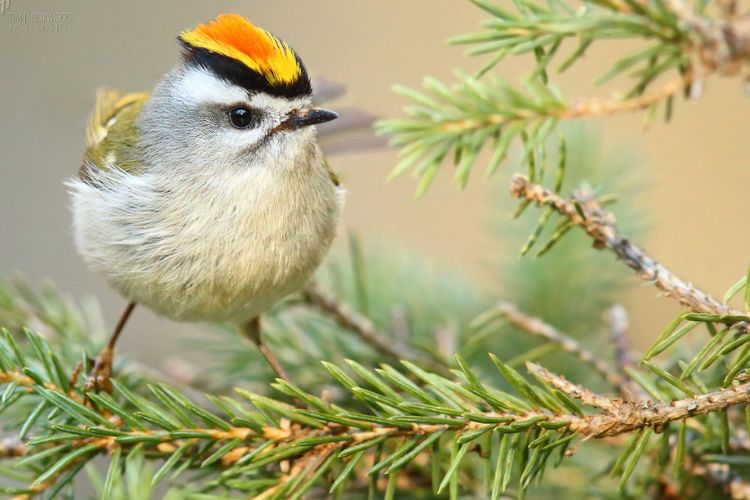 The yellow beak makes this bird stand out among the forest foliage