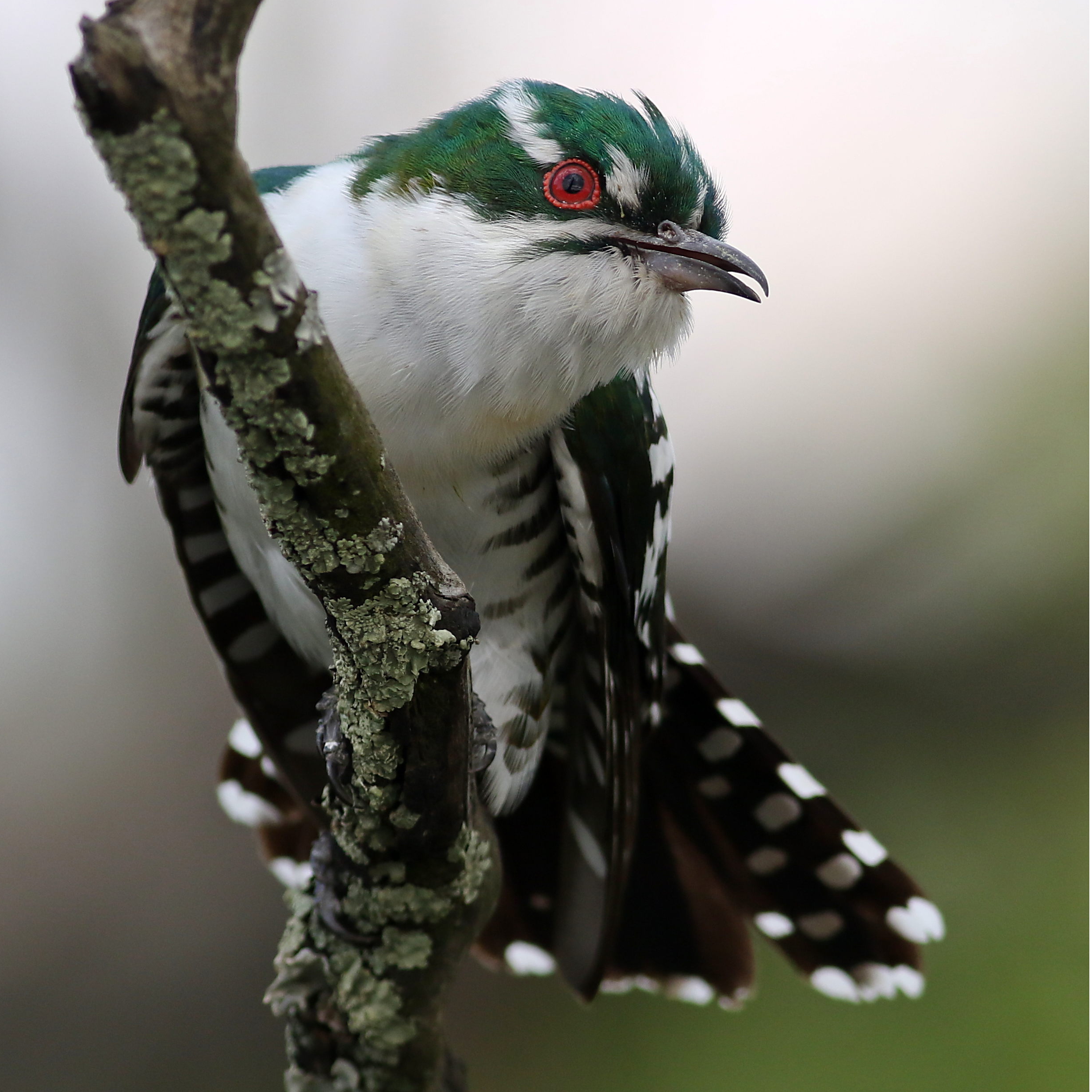 Conservation of African Emerald Cuckoo