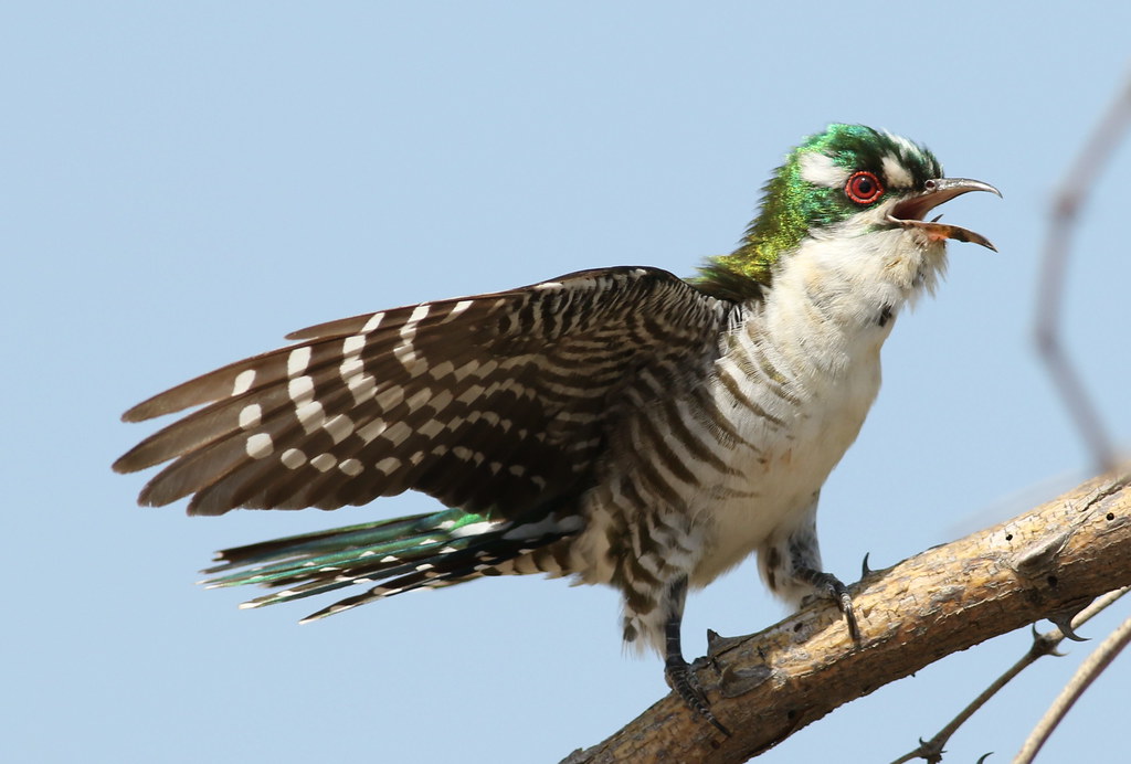 African Emerald Cuckoo in Habitat