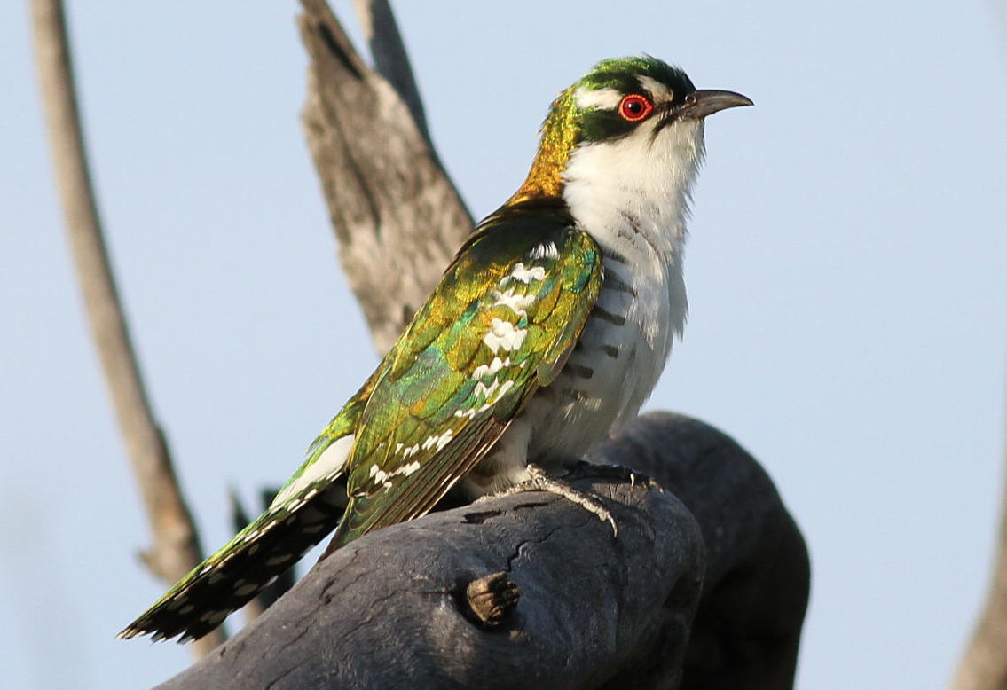 African Emerald Cuckoo Feeding